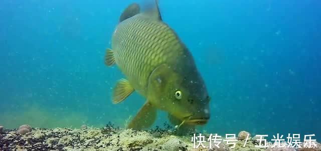 鱼竿|鲤鱼太狡猾不咬钩下次记得用上这招,它再狡猾也会忍不住咬钩