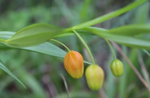 宫灯百合价格贵，花朵美，想自己种几株，栽种难度极大，谨慎入坑