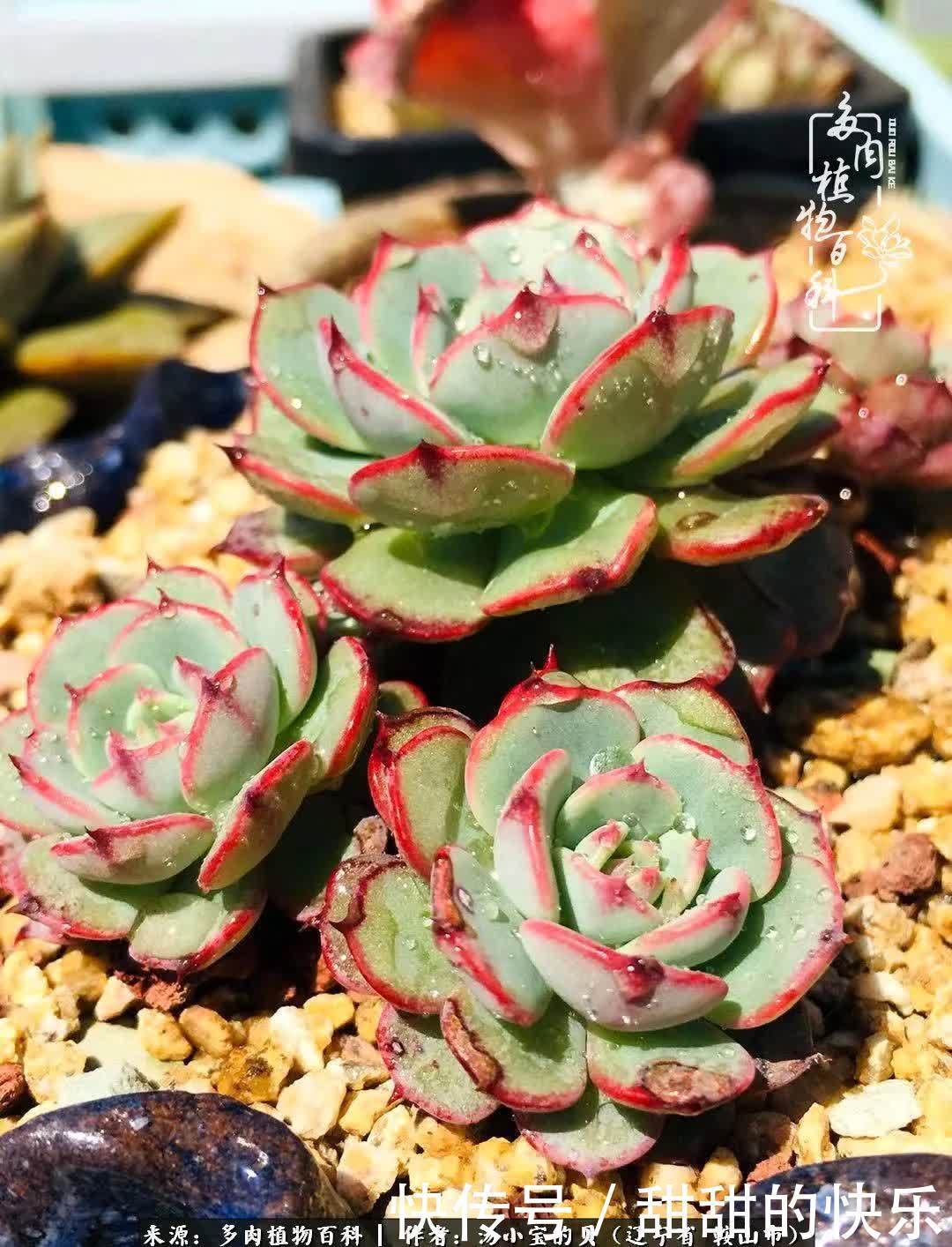 蚧壳虫|远嫁他乡,多肉是我孤寂时最美的陪伴!