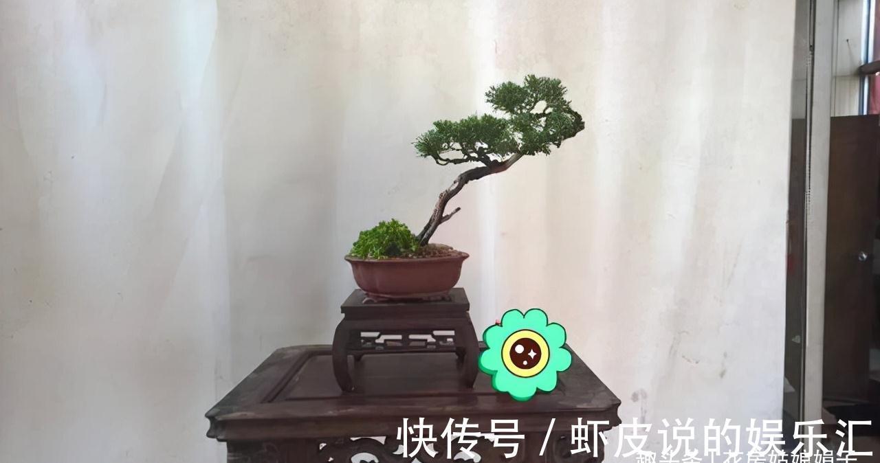 缺铁|养花出现缺铁性黄叶,一定要谨记5点,做到“5注意”,才能长势旺