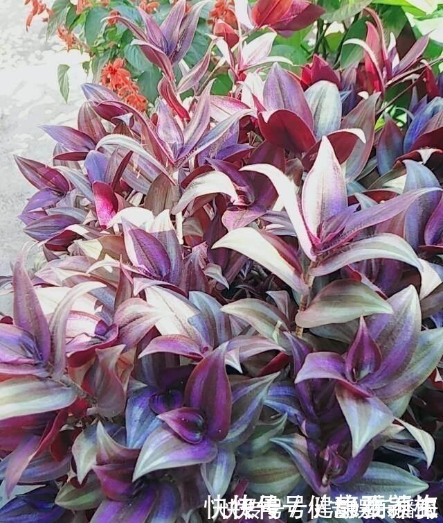 别养绿萝了,这花比绿萝好看好养,邻居一口气养了20盆!