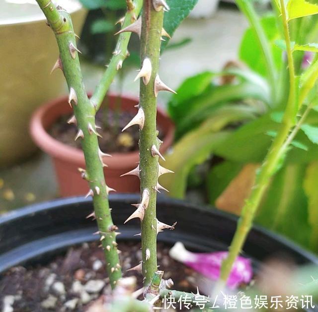 细数10种狼牙棒月季,怕刺的可绕道