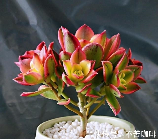 阳台上的多肉都变美了,尤其是艳日辉,色彩绚丽惹人爱