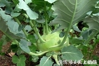 芥蓝芥蓝|农村野菜宝贝,治乳腺炎、蛇咬伤、解毒祛风、滋阴润肺,你吃过吗