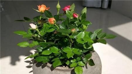 客厅2个地方,千万别养花,不能忽视,养了也尽快搬走