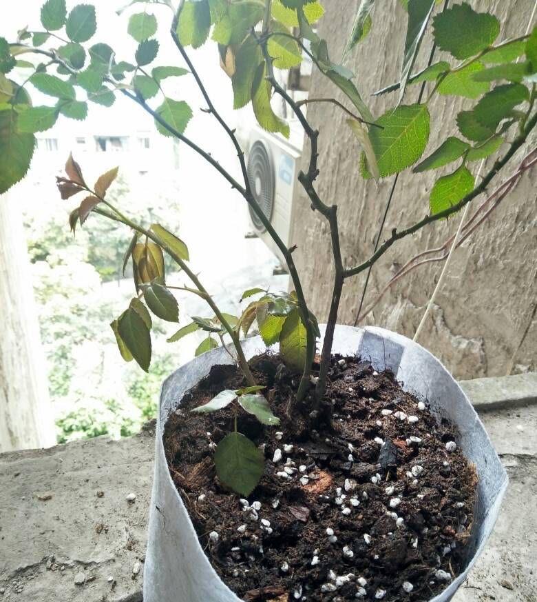抽出|怎样给盆栽月季施肥?方法有3种,不断抽出新枝,长出花苞