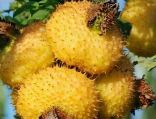 柿饼|人到中年想长寿,不妨多吃以下4种食物,补钙又补锌、美容又养颜