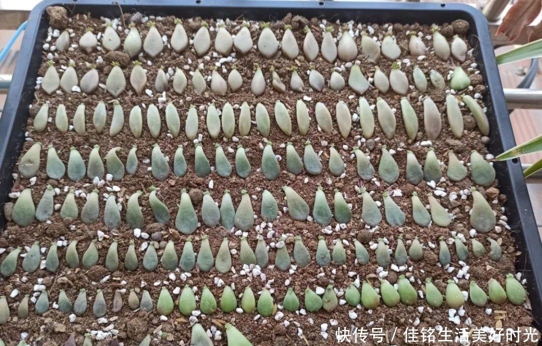 8种花夏天太容易死,现在赶紧扦插,死了也不心疼