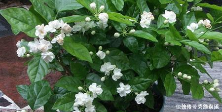 养茉莉花,盆里放几粒“小东西”,花儿怒放、芳香,一年开花不断