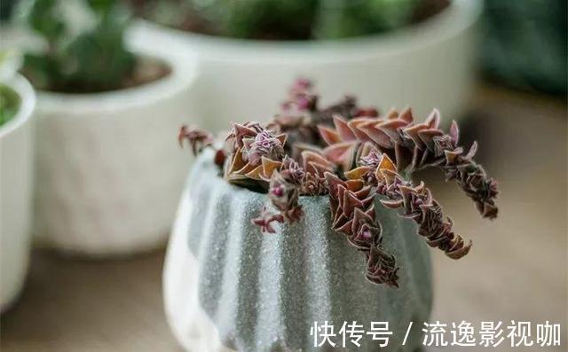 浇水|多肉难度夏,叶子皱巴巴“就浇水”小心烂根水化“找上门”!