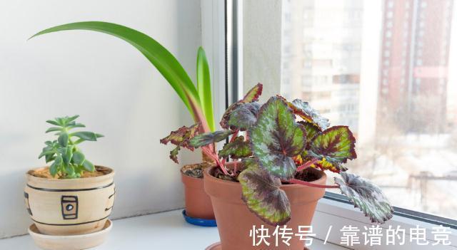 7种花草自带“抗体”,不容易生病虫害,是真正的“省心”花