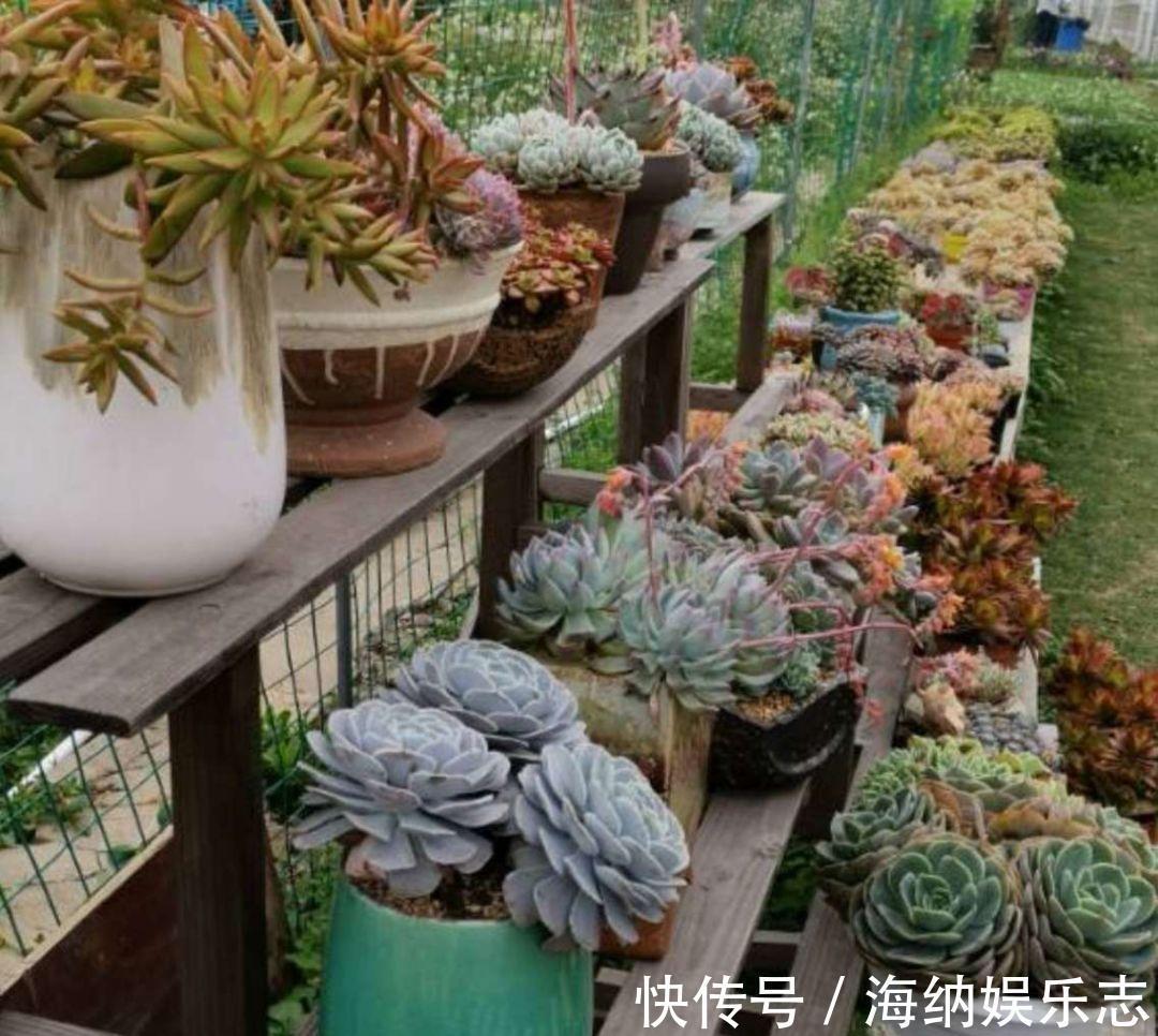 耐旱|4种多肉最适合懒人养，叶子厚实难徒长，养到就是赚到！