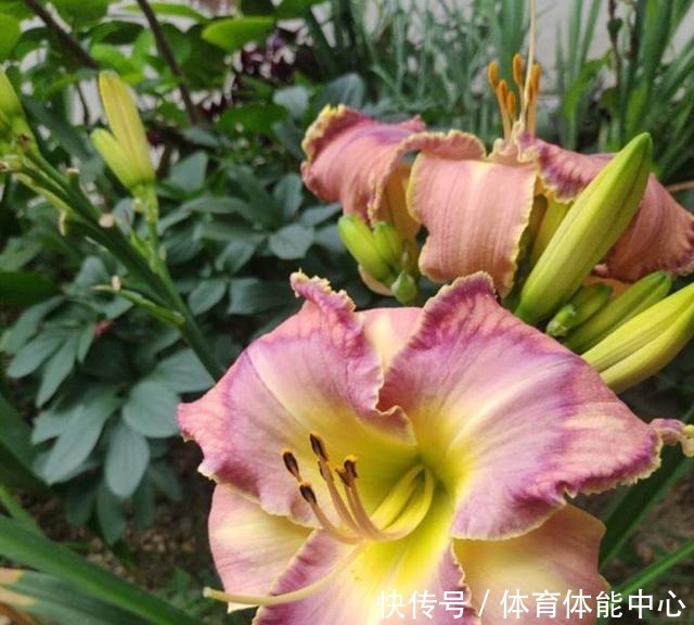 这种花开花惊艳,还不怕冷不怕热,养的人却很少!