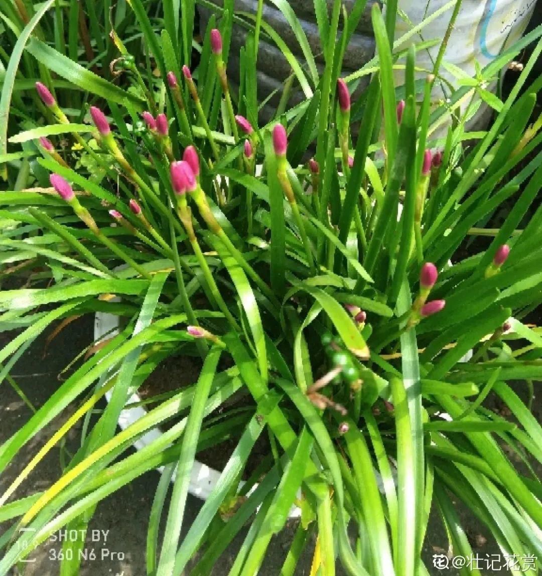 棒棒糖|从养花大神家，偷来3个爆花技巧，快学，24小时后删