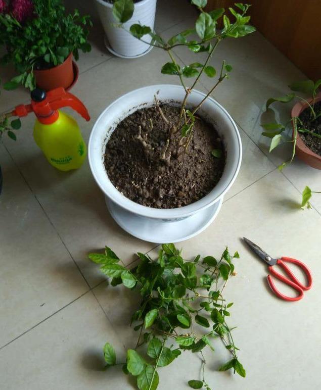 枝条|矮化茉莉的手法,只需这里“剪一下”,植株矮壮,发满“花芽”