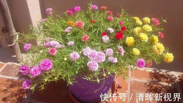 扦插|种了太阳花，试试扦插，一棵种出30棵，一盆开花几十朵，美极了！