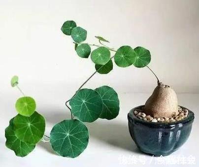 5种好养的长寿之花，轻松就能养活，几十年都不死，早看早知道