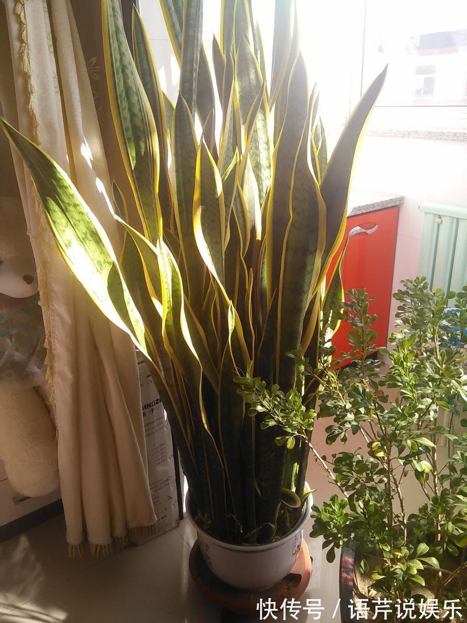 虎皮兰吃了这补药, 开花不断, 不烂根不黄叶, 蹭蹭窜到两米