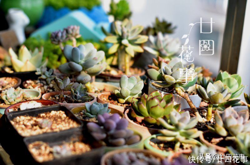 叶片|2种多肉“睡美人”，“梦中”度夏，休眠更美，值得拥有