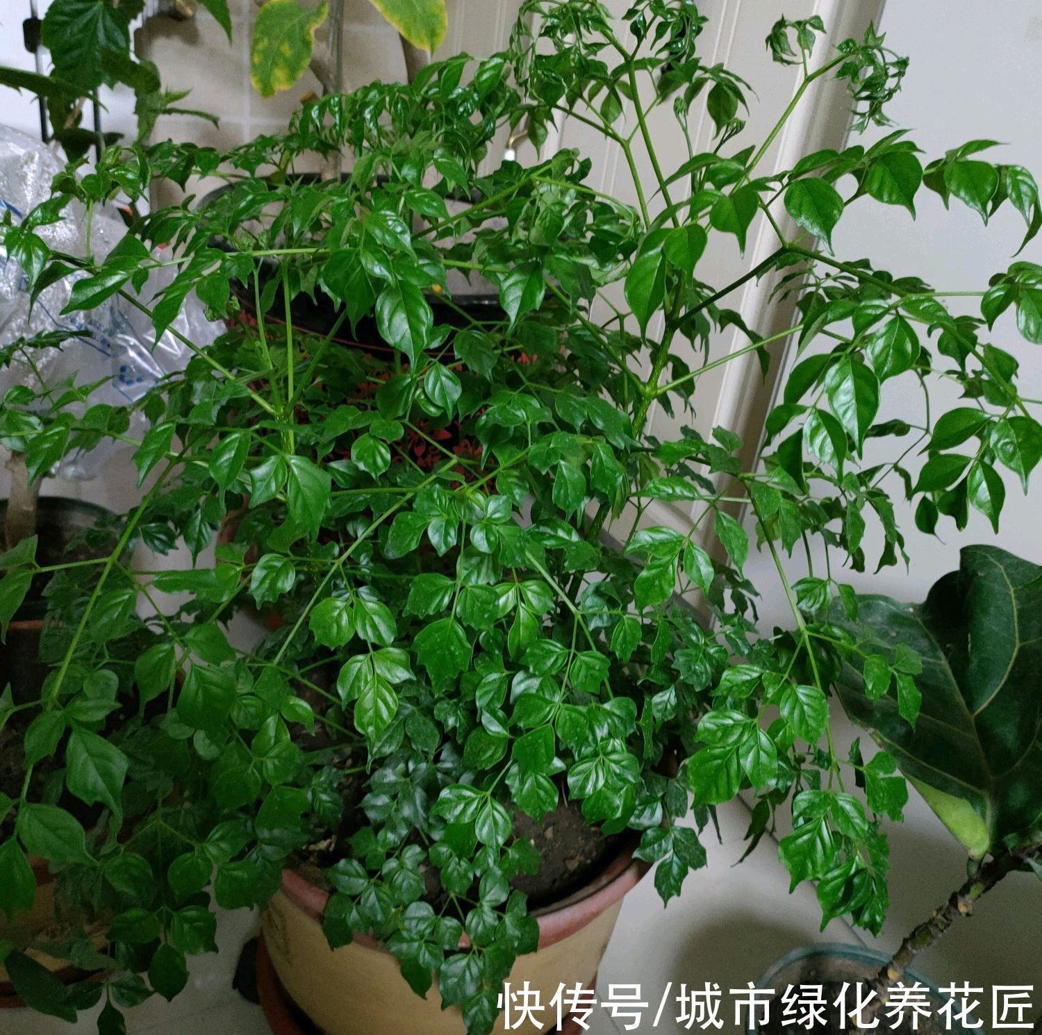 要点|为什么幸福树一到冬季就枯叶掉叶了，懒一点，两个要点别忽略