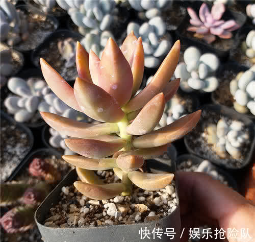 伤口|多肉长花箭该如何处理?除了剪掉,还要这么处理花箭和术后母株