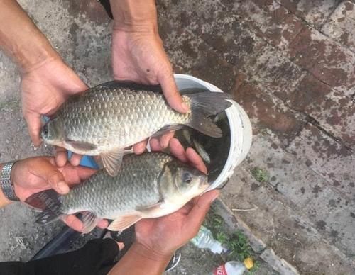 鲫鱼|不用蚯蚓和红虫,晚春用这三种“民间配方”上的都是大鲫鱼