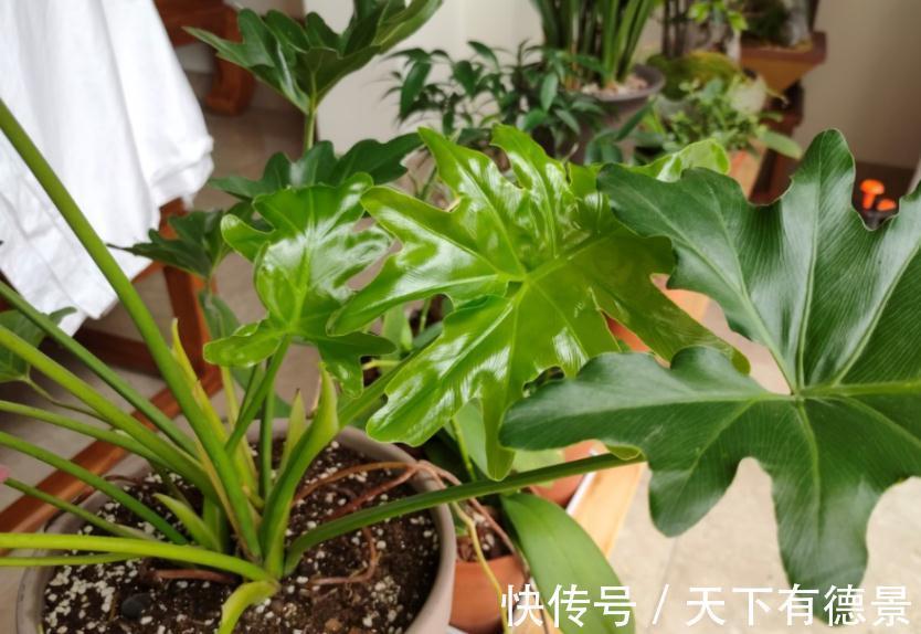 松塔养花的好处以及注意事项