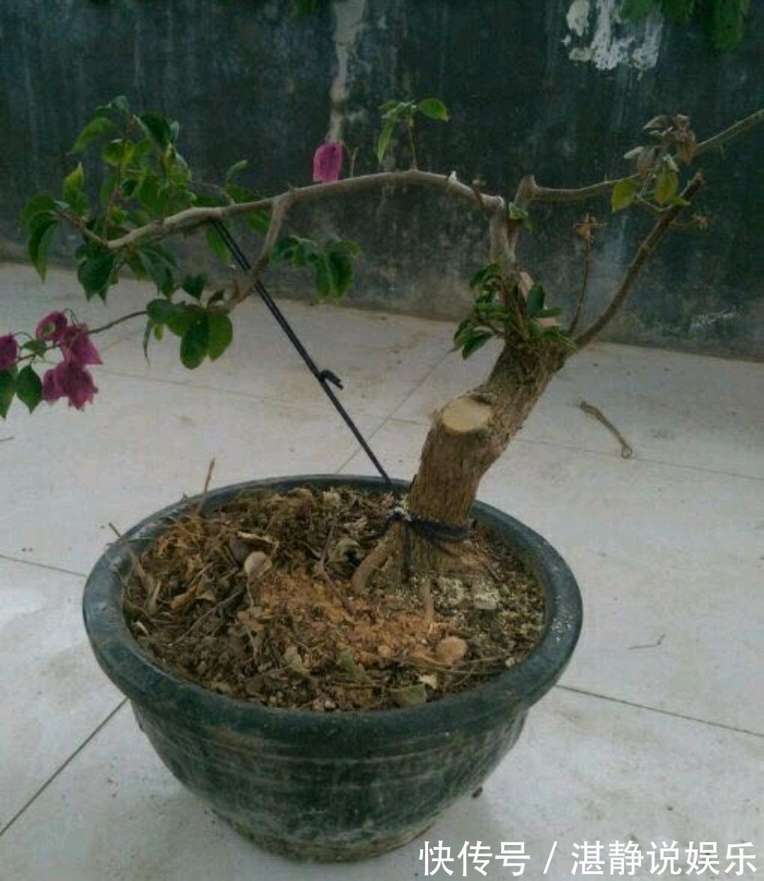 盘扎|只要狠心，没有改造不了的三角梅盆景，看到效果图后太喜欢