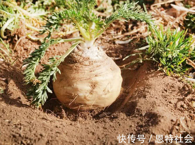 玛卡|此物曾因壮阳效果被炒到千元1斤,云南遍地都是,如今却无人问津