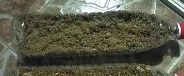 肥料|花盆里种的花不需要买泥土,用这种东西混合种的花草都很旺盛