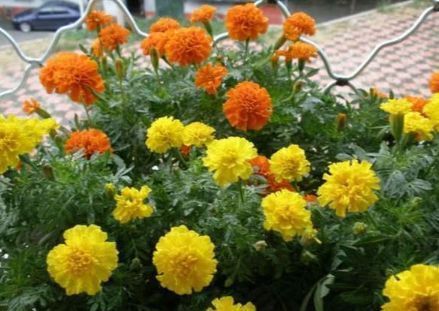 家居养花此3种花卉现在种下去,两个月后就能长爆盆!