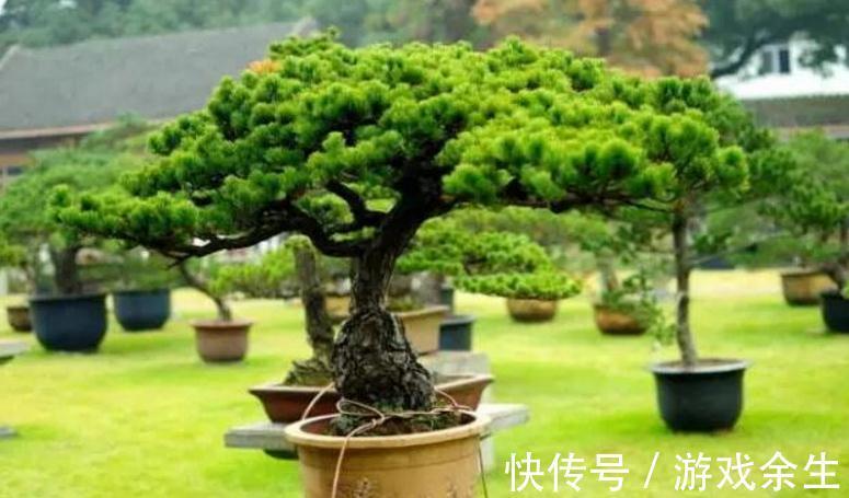 树桩盆景换盆换土学会这几招，让你养的枝繁叶绿