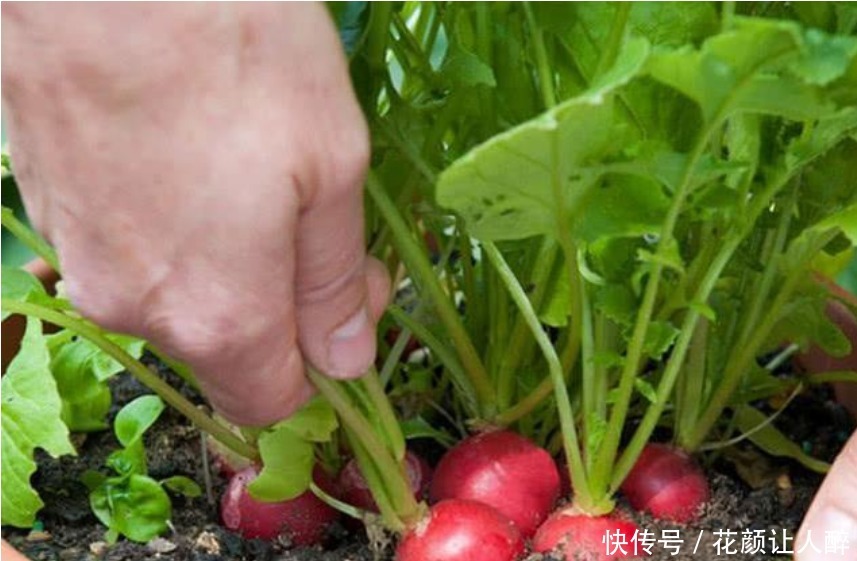 “5种菜”种阳台,好养又漂亮,天天采摘新鲜菜,一年不用买来吃