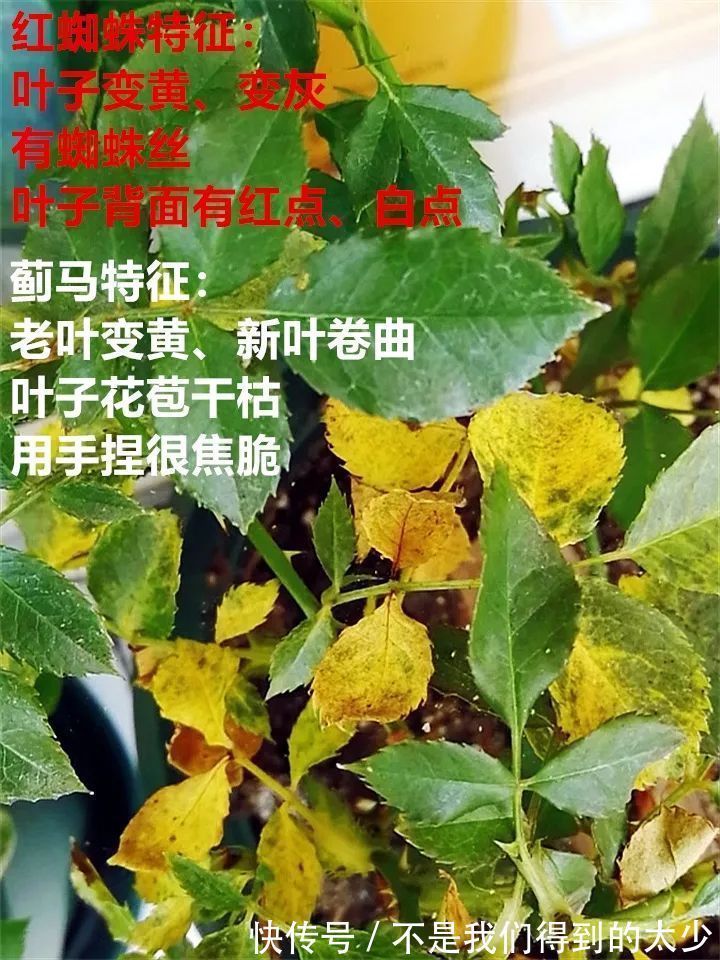养花技巧最难养的花，买多少死多少，想想就生气！