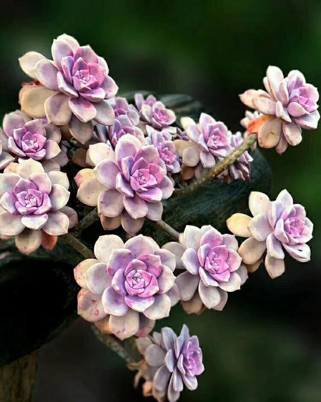 多肉植物如何变成果冻色