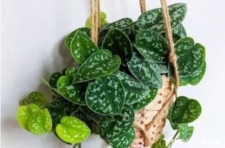 13种耐阴花卉,光照不足也能生长旺盛,开花茂密