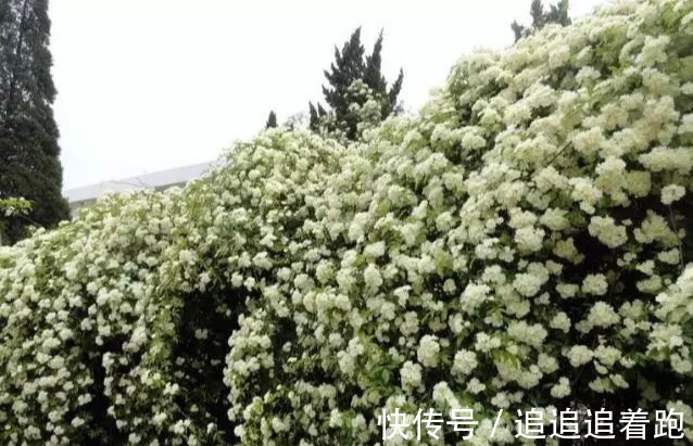 还在养吊兰3种花剪根枝，插土里就能活，半年成花墙，太惊艳了