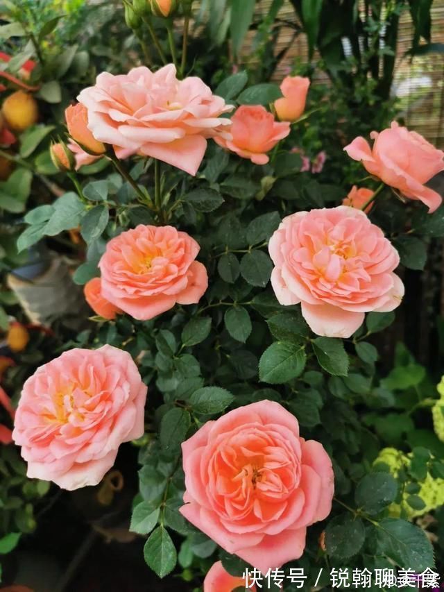 1粒小药片,碾碎丢水里,花像吃了兴奋剂疯长