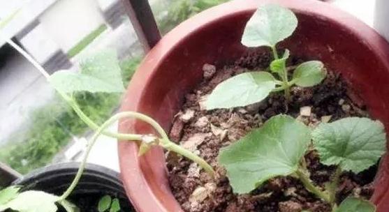 花卉总烂根，教你用4招快速判断植物是否烂根，简单又实用