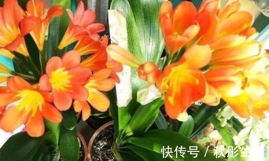 君子兰烂心要死了别扔,教你一招,分分钟满血复活