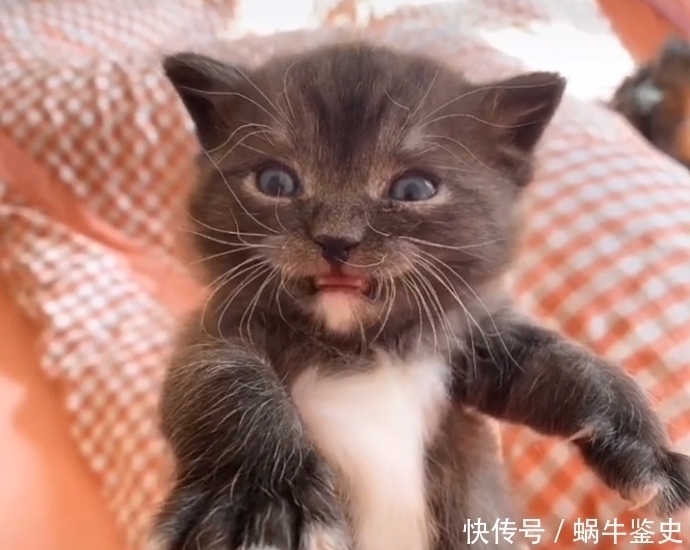 布偶和蓝猫配了会生下什么