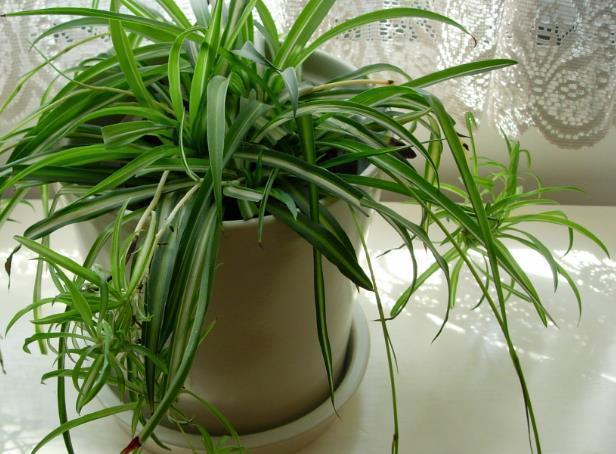 5种花最“命硬”,40天不浇水,依然开花不断,1盆能活很多年!