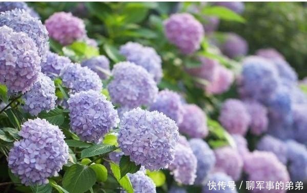 是因为|绣球花经常黄叶,养不好?那是因为养殖方法不对