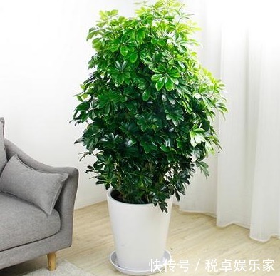 此花是二手烟克星，家里有烟民的养一盆，呼吸更安心