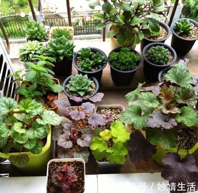 家里花草容易“干尖”4个原因要知道，用3个方法能预防