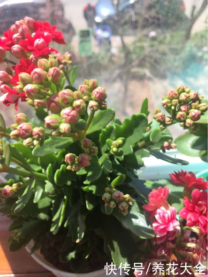  浇水过量|养花烂根不光浇水太多，其实有4个原因，对症下药是关键