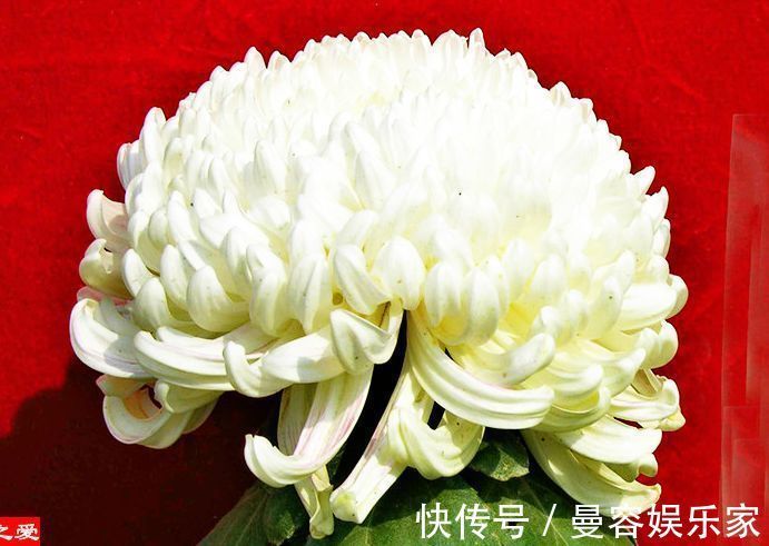 菊花|喜欢菊花，不如养盆绿玫瑰，花开碧绿如玉，寓意爱情，妩媚妖娆！