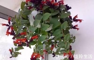 养护|过新年，养此7种富贵花，开花红红火火，好运滚滚来