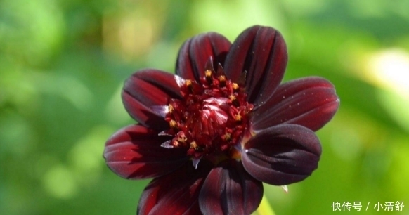 菊花|喜欢养菊就选“巧克力秋英”,具有巧克力香气,花期长室内盆栽养