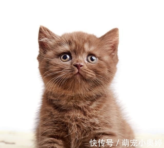 幼猫眼角有红色分泌物 幼猫眼角有红色分泌物